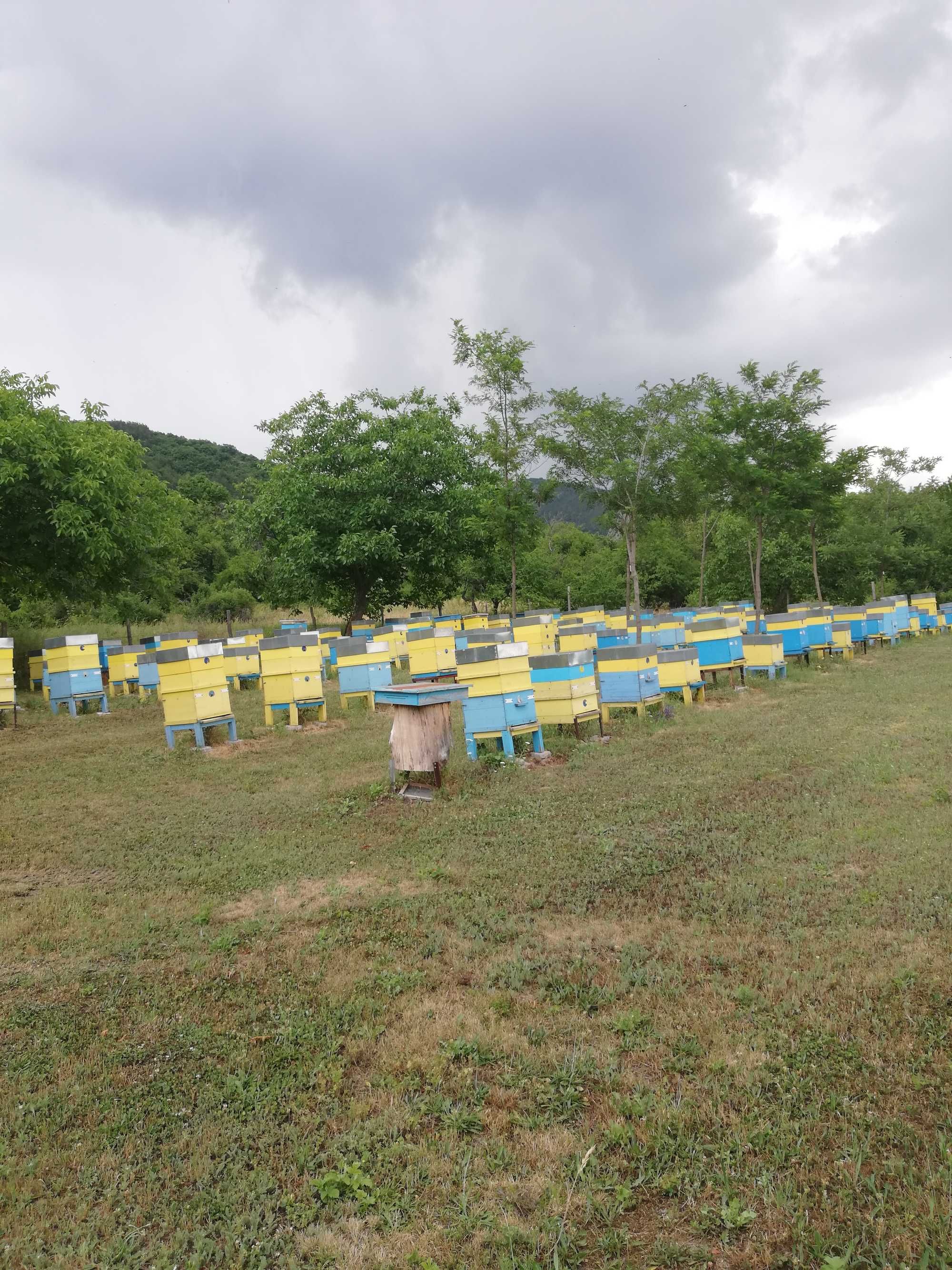 ПРОМОЦИЯ Биологичен пчелен мед