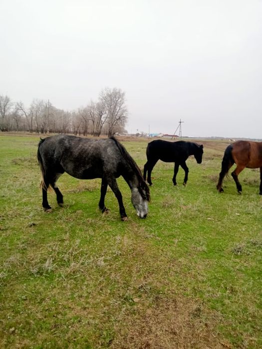 Продам кобылу с жеребенком апрельским