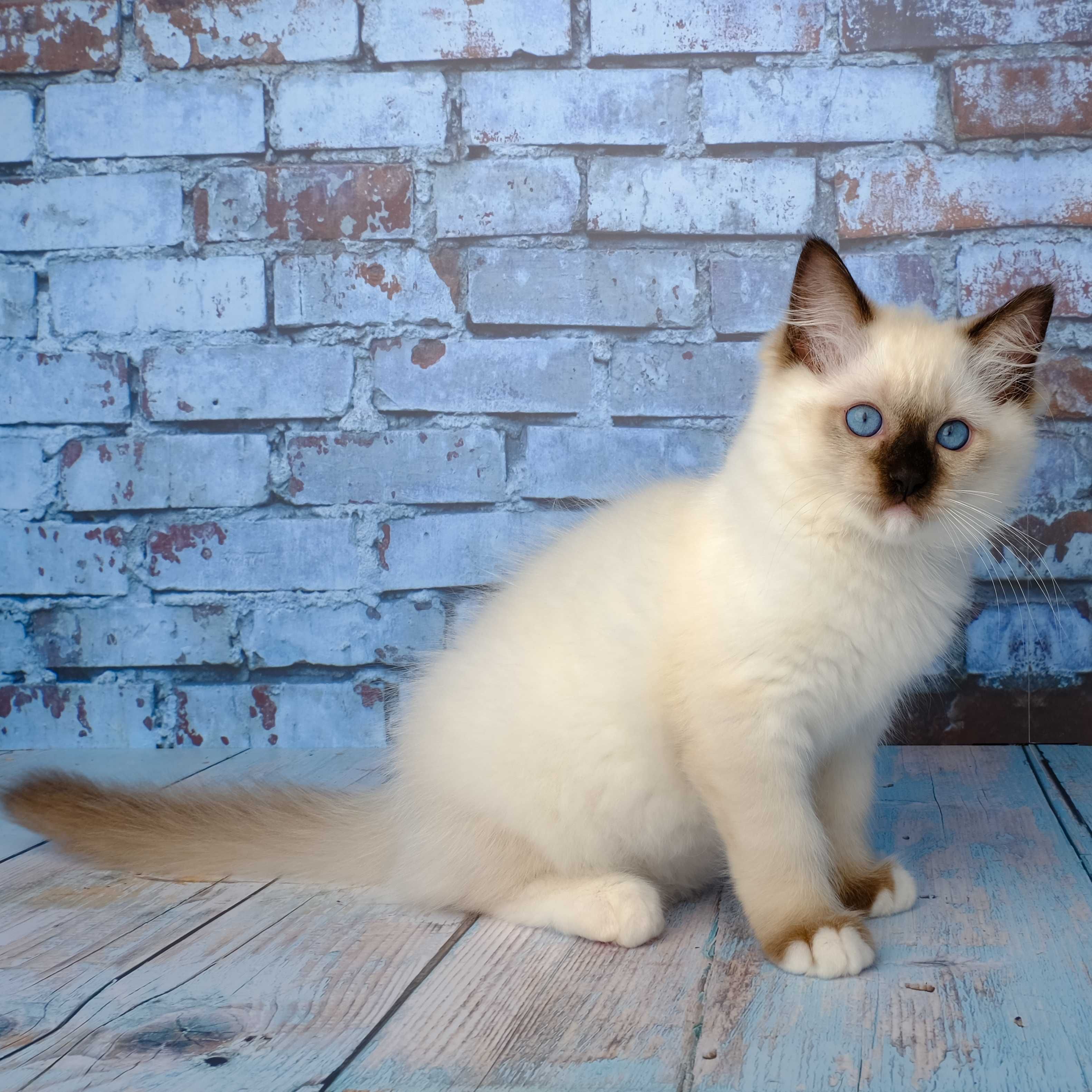 Рэгдолл (Ragdoll) мальчик от питомника