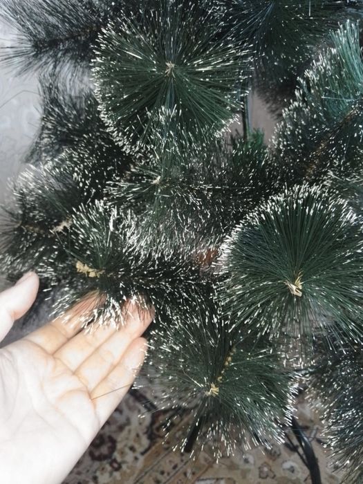 Сосна, елка на новый год