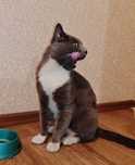 Котёнок ищет дом