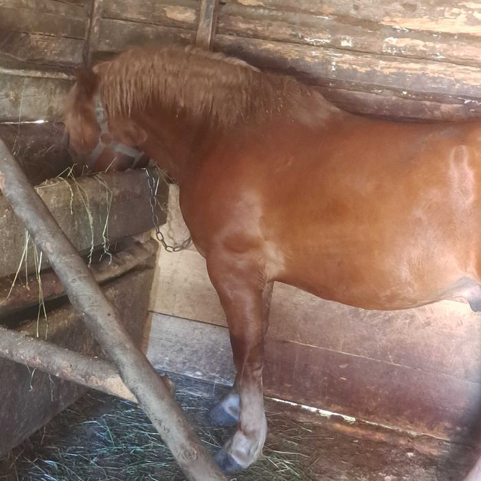 Vand manz de un an si cinci luni