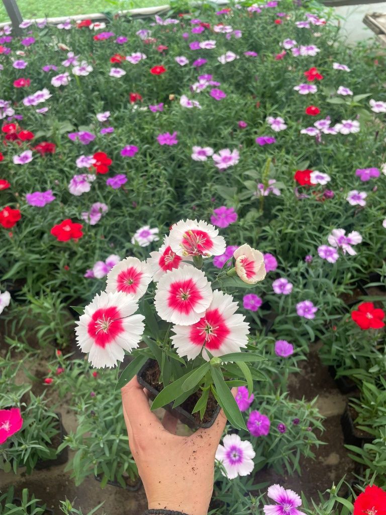 Flori de gradina la pahar