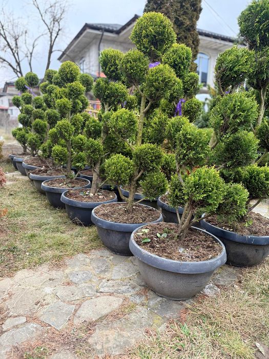 Plante ornamentale decorative pentru un peisaj de vis