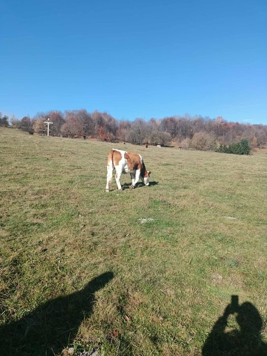 Juninca , vaca de 1 an si jumatate