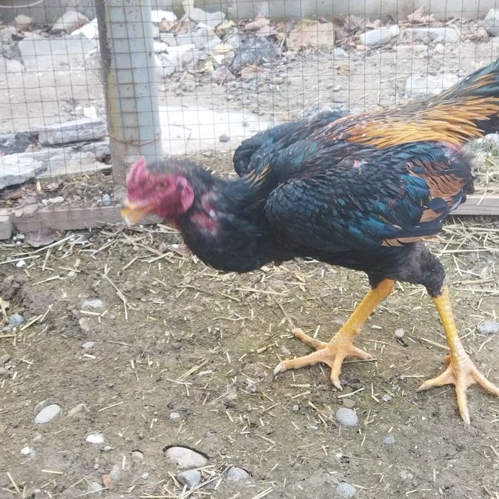 Dakan xoroz sotilad toshkent