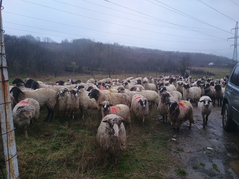 Oi de vânzare 30 de oi și un berbec