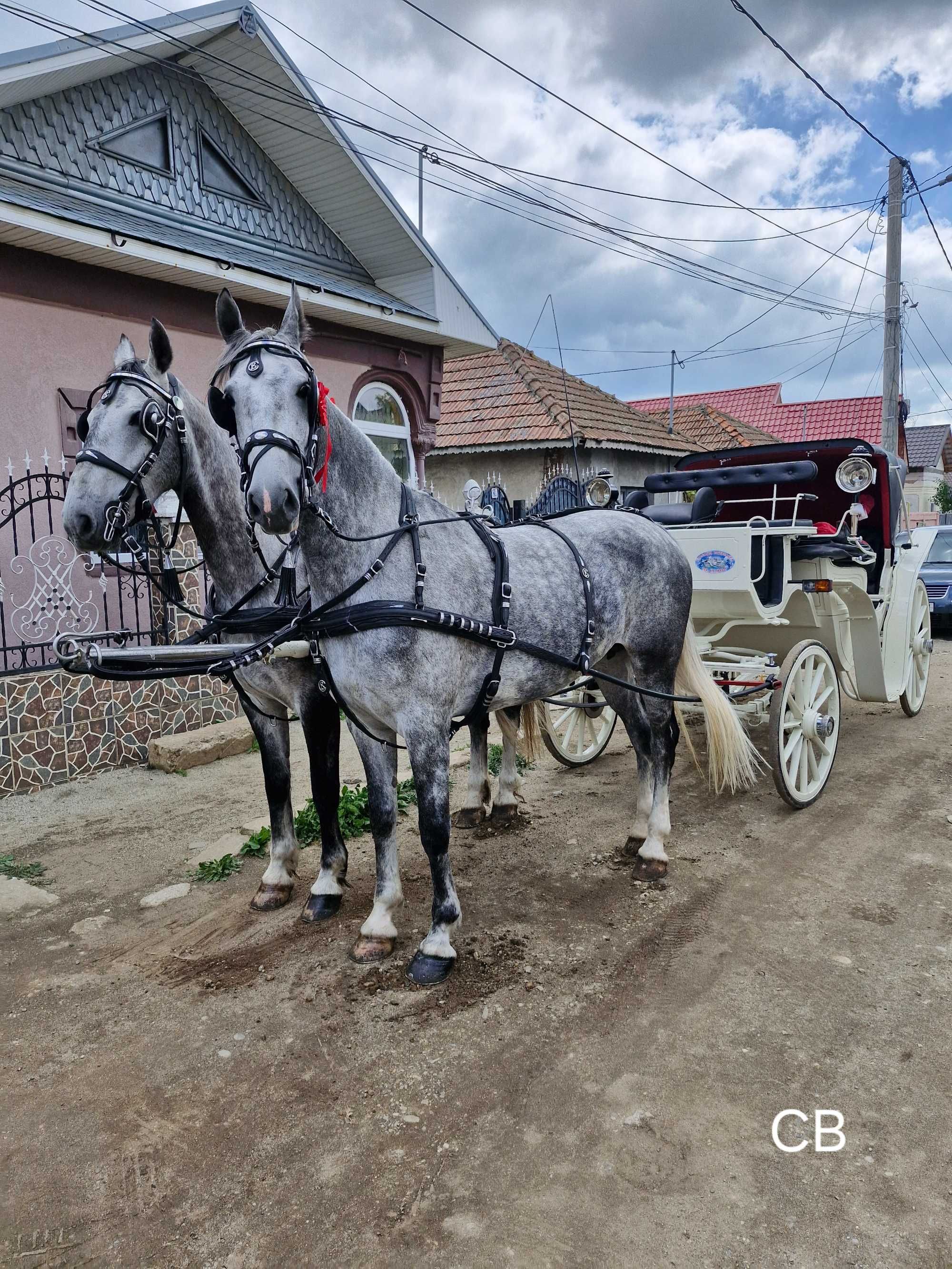 Trasura Cai Nunta Botez Foto Video