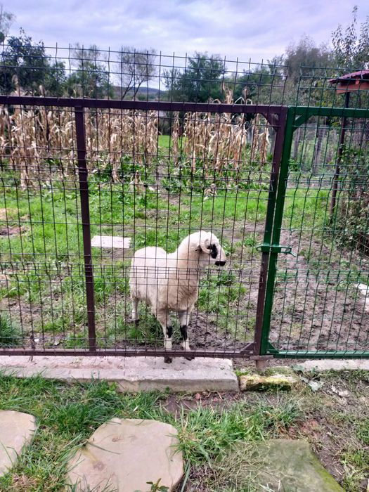 Berbecuț de vânzare
