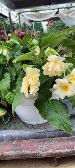 Продам Бегонию Шардоне