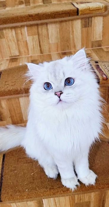 British longhair baiat superb cu ochii albastri intens