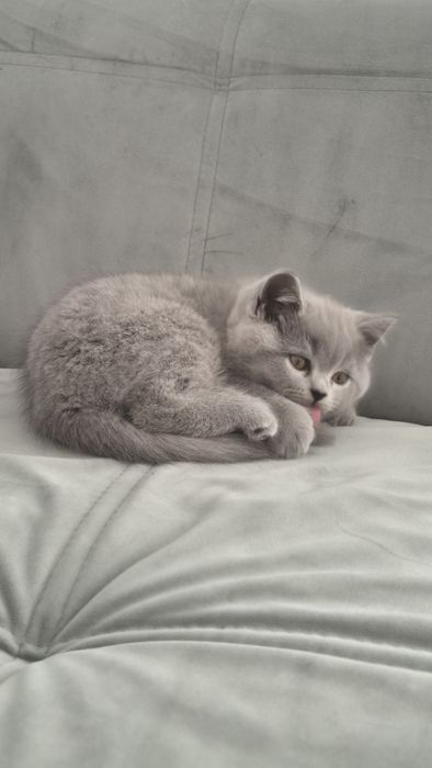 Motanel  british/ scotish