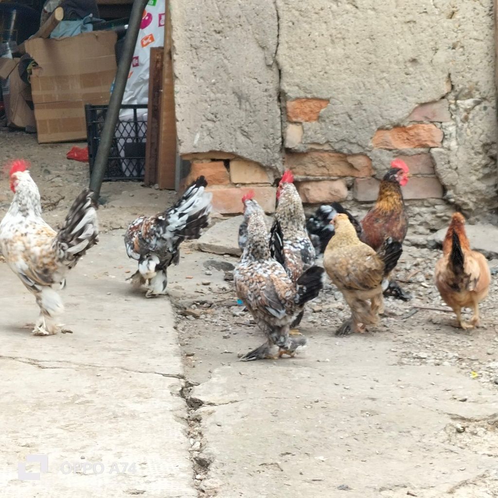 Vând pui patici de anul asta