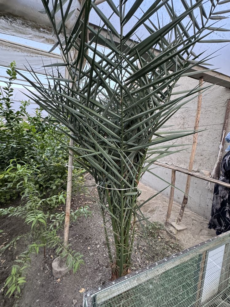 Palma (arab xurmosi)