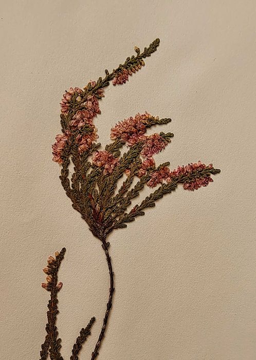 Herbarium Anii` 50 -60