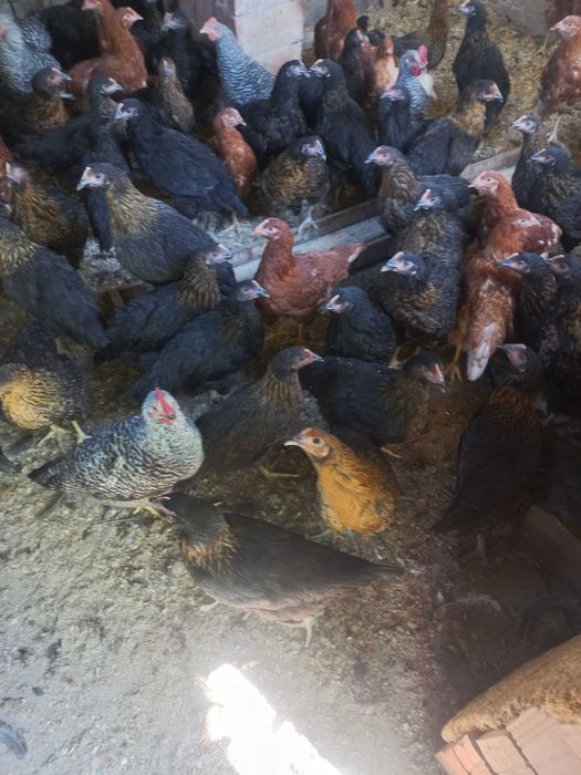 Продавам кокошки носачки