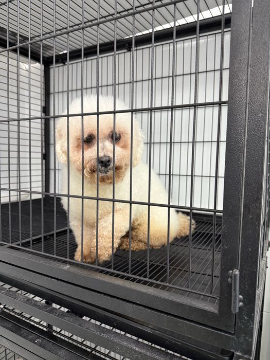Donez bichon alb fetita 4-5 ani aproximativ