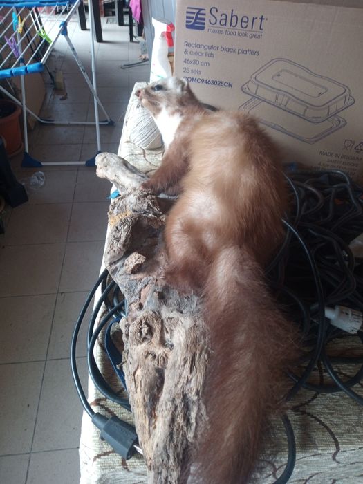 vând păsări împăiate