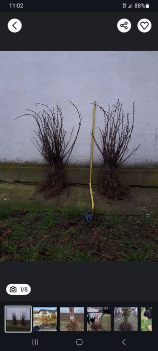 Butasi afin/zmeur/mur