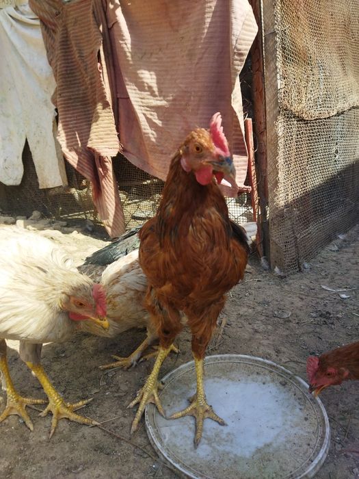 Продаются молодые петушки