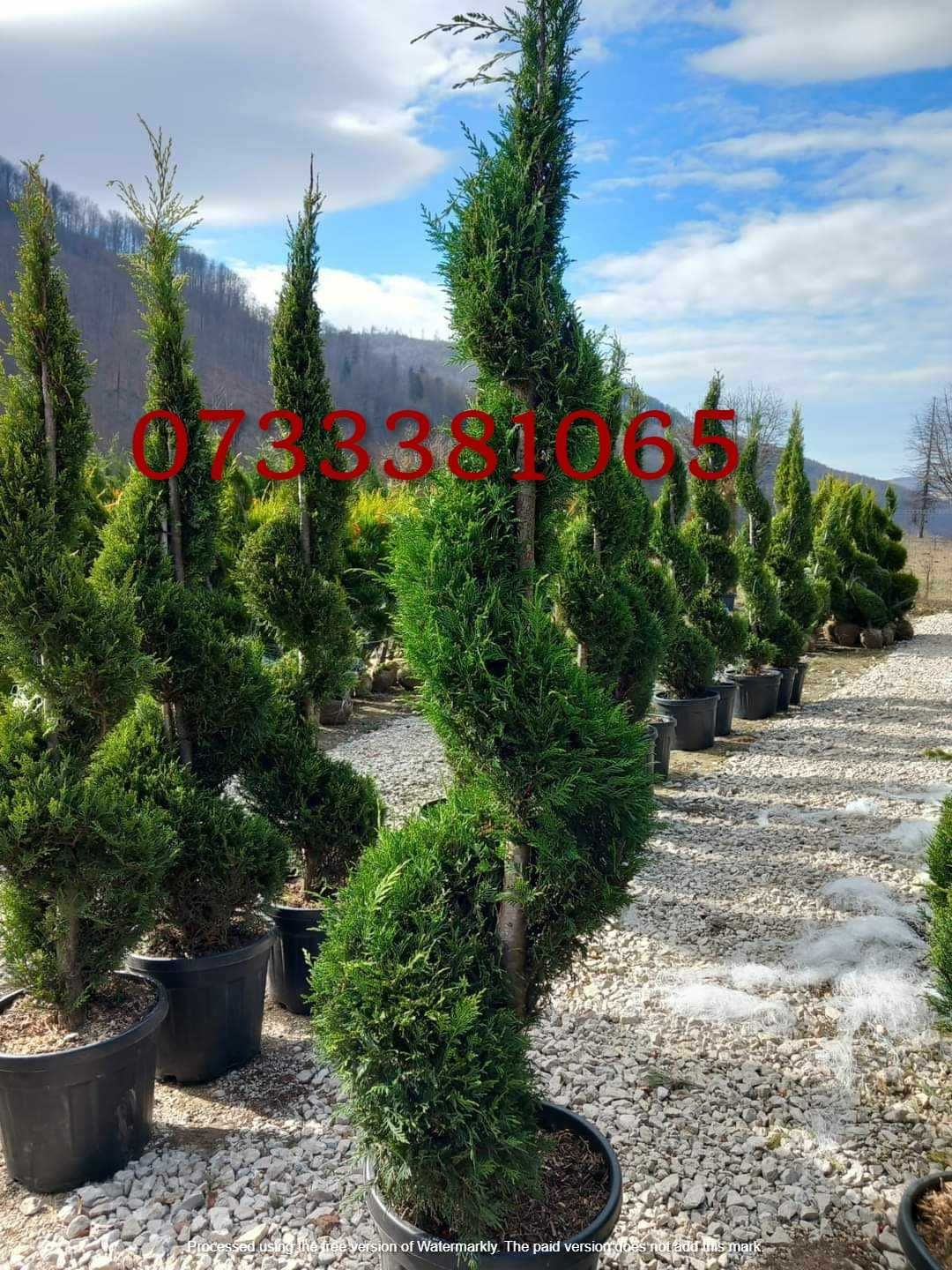 Plante ornamentale