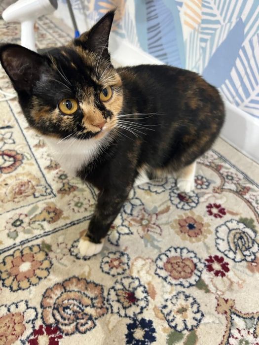 Бесплатно 1 год кошечки