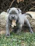 Американско Були ХЛ / American Bully XL  2 момчета и 2 момичета