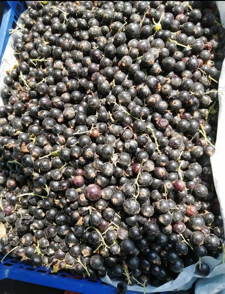 Vând mure, coacăze negre, aronia