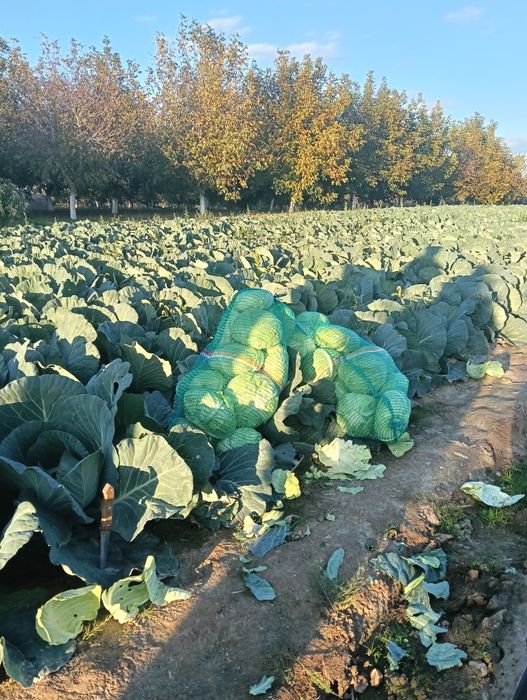 Vând varza de toamna plata în loc livada