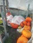 Продам тыкву тыкву