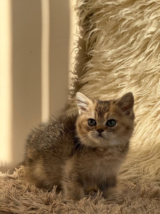 Продаётся Чистокровный Шотландский залатистий шиншила