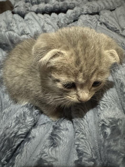 Scottish fold. Mushig bollari