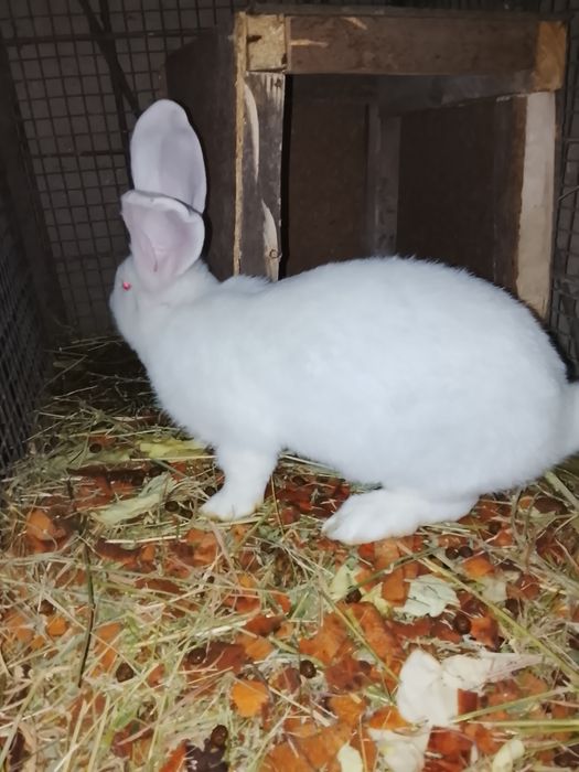 Кролик продам хороший
