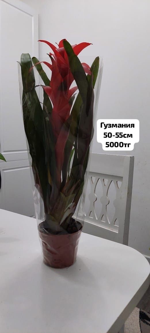 Комнатные цветы. Растения