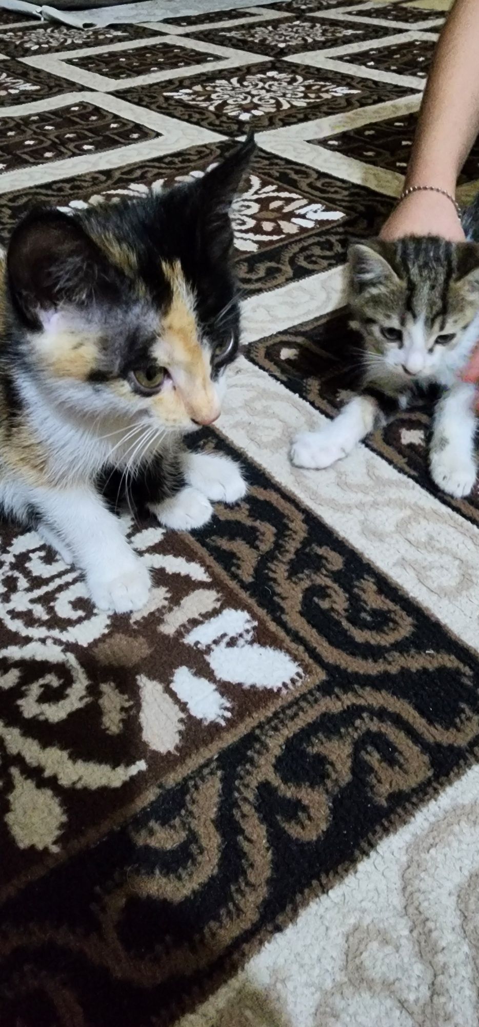 Мушукчалар ,Кошки