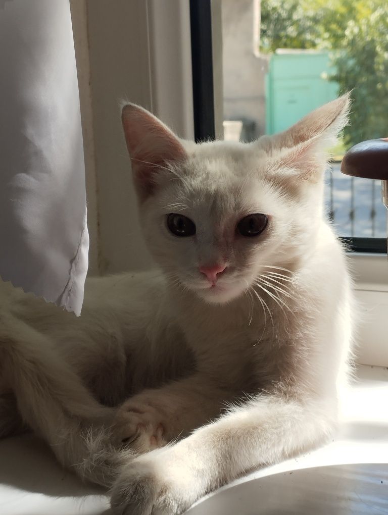 Котик, который живёт на улице.