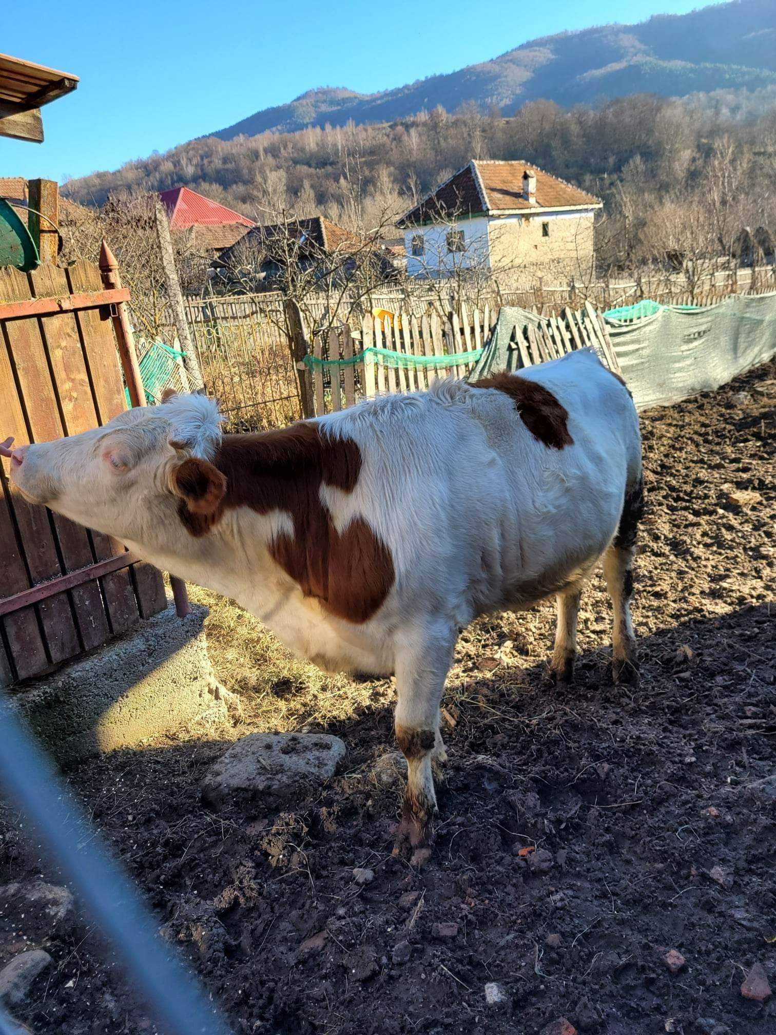 Vând Junincă Balțată Românească !