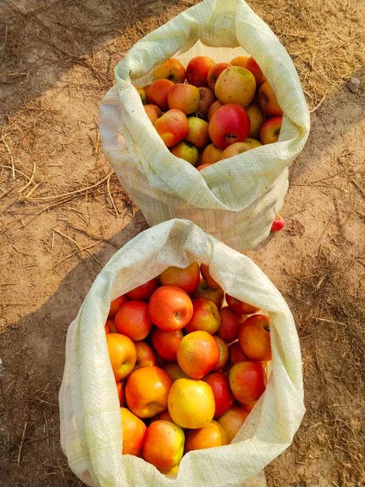 Продам яблоки "Пинк Леди" в мешках. Компот, варенья, Мешок 120000 сум.