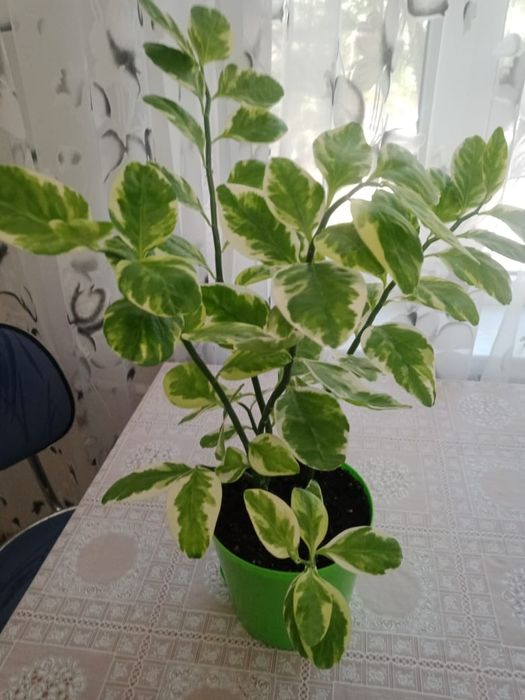 Продаю цветок "Педилантус".