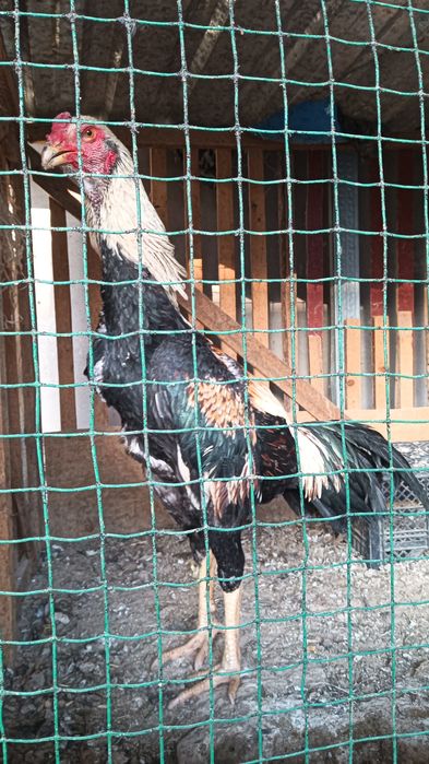 Хуроз сотилади .