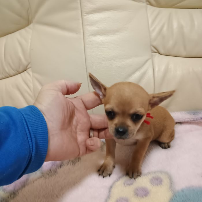 Cățelușa Chihuahua/Ciuaua
