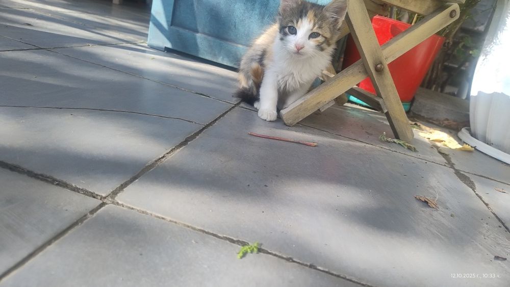 Котета си търсят дом!