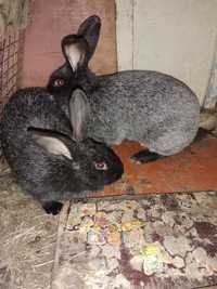 Продам кроликов Полтавское серебро помесных.
