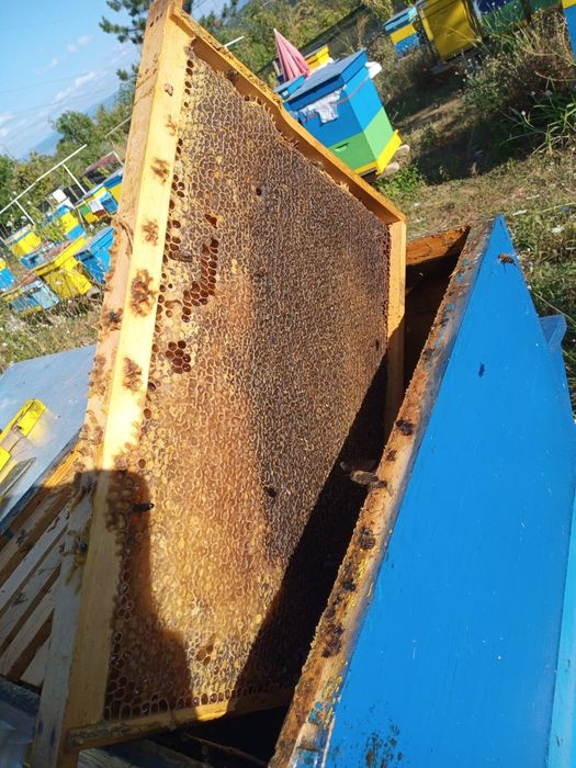 Пчелен мед от производител 100% натурален продукт