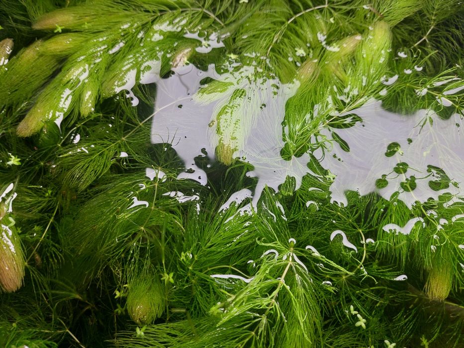 Аквариумные растения