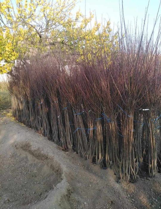 Pomi certificati fitosanitar