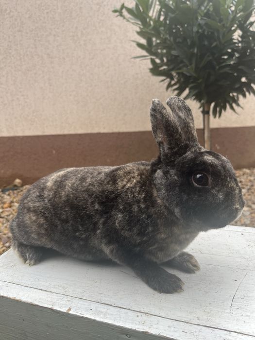 Rex pitic tricolor janet