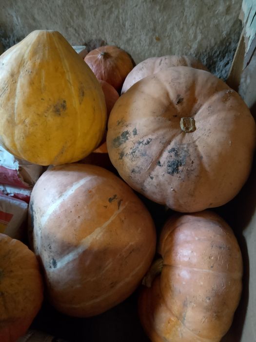 Продам тыкву ...