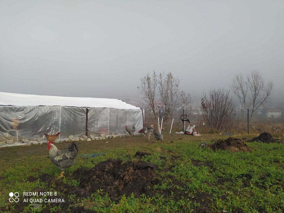 Cocosi de casa rase combinate