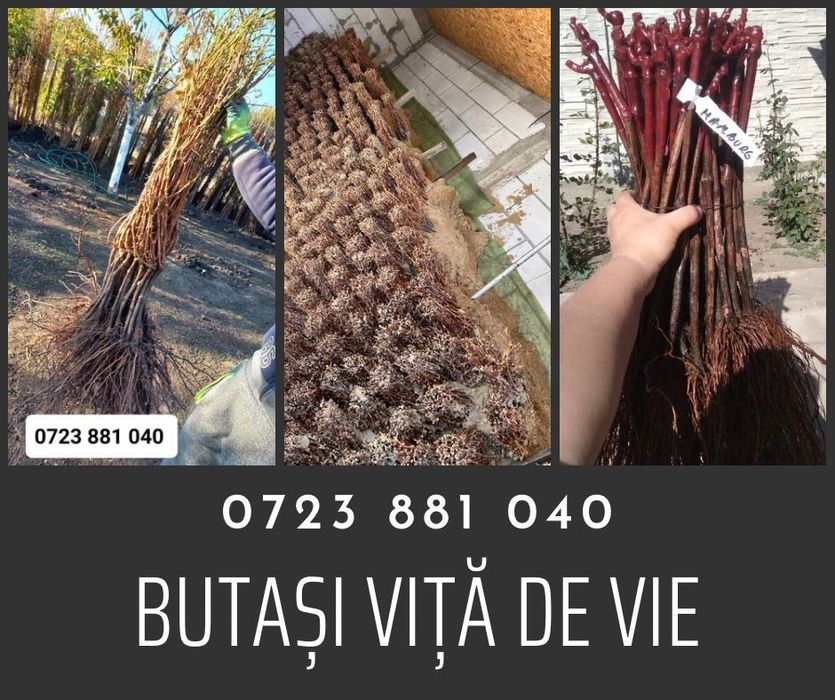 Butași viță de vie altoită sau hibrida